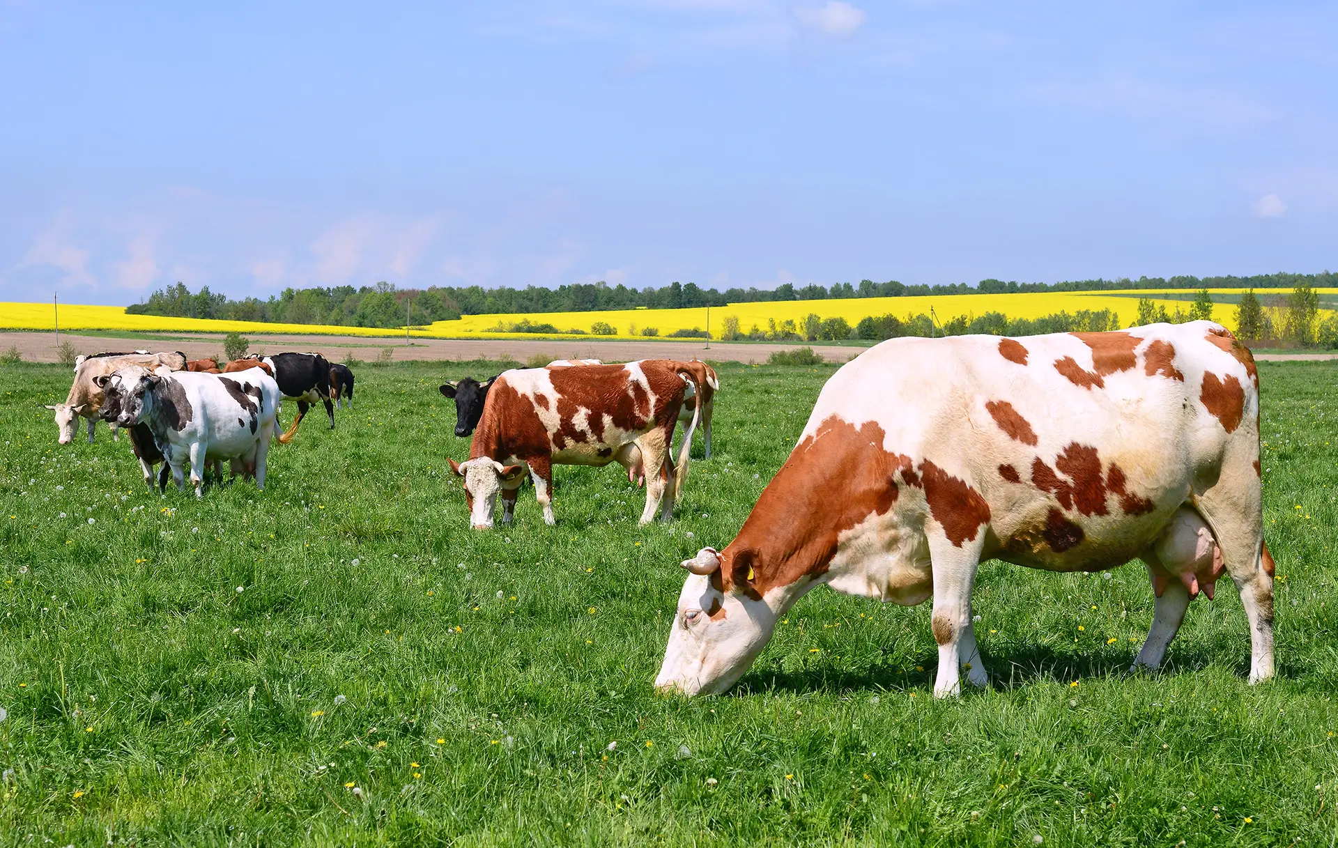 DonaVet produse adaptate fermelor