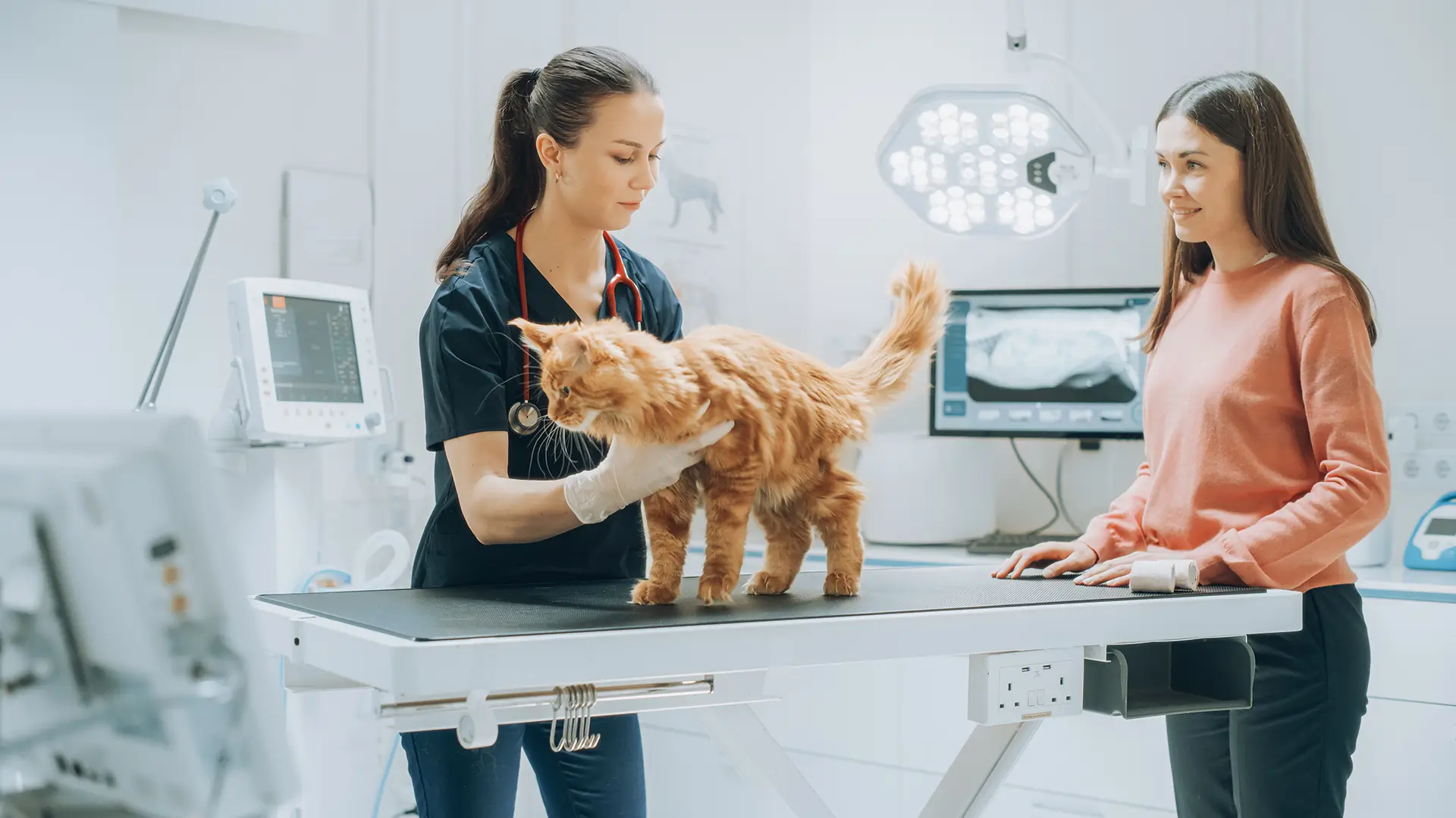 Donavet medicamente Animale de companie