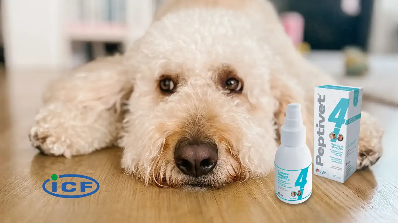 Peptivet 4 ear solution for otitis in dogs and cats with antimicrobial peptides