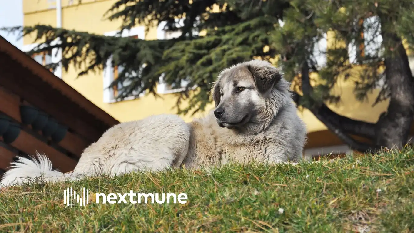 Anticoagulant rodenticide poisoning in dogs and cats - mechanism, diagnosis and vitamin K1 treatment