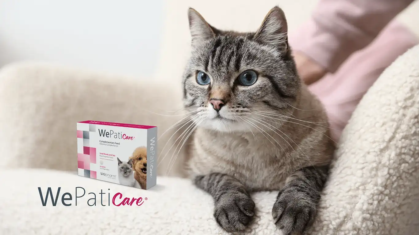 Wepaticare multimodal liver protection supplement for dogs
