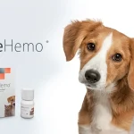 WeHemo chelated iron supplement for anaemia support in dogs and cats