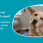 Câine periat sau spălat blând de proprietar acasă