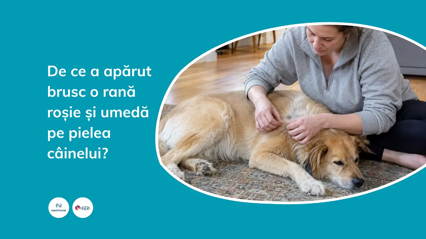 Proprietar verificând blana și pielea câinelui acasă