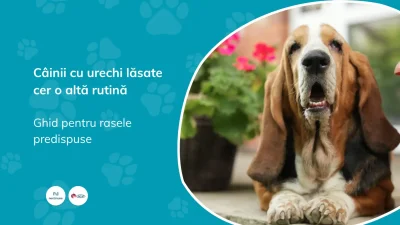 Câine cu urechi lăsate, rasă predispusă la otită, ilustrând factorii de risc auriculari