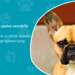 Bulldogul francez și englez – rutina corectă de îngrijire a pliurilor, urechilor și lăbuțelor