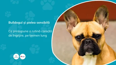 Bulldogul francez și englez – rutina corectă de îngrijire a pliurilor, urechilor și lăbuțelor