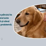 Proprietar periind blana unui câine, cu păr căzut vizibil pe perie