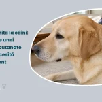 Examinarea pielii unui câine sub blană, în cadrul unui consult dermatologic