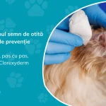 Medic veterinar cu mănuși albastre curățând urechea unui câine cu tifon pe deget