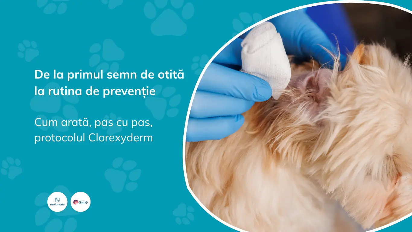 Medic veterinar cu mănuși albastre curățând urechea unui câine cu tifon pe deget